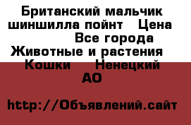 Британский мальчик шиншилла-пойнт › Цена ­ 5 000 - Все города Животные и растения » Кошки   . Ненецкий АО